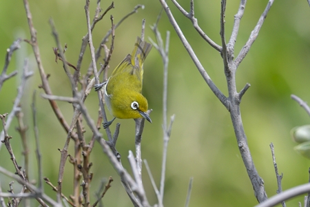 シチトウメジロ・Zosterops J Stejnegeri 2