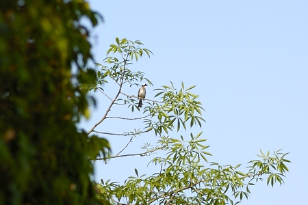 台南のシロガシラ