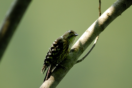 福山のコゲラ 夏