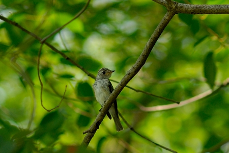福山のコサメビタキ 幼鳥
