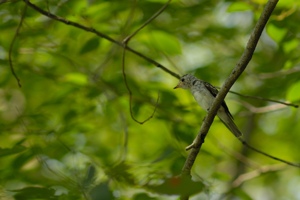 コサメビタキの幼鳥 福山市にて