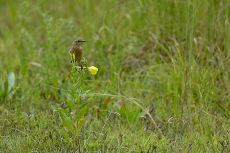 福山のノビタキ 渡りの季節 1