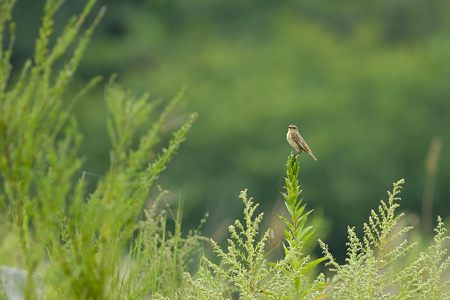 福山のノビタキ 渡りの季節 2