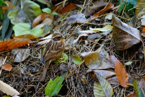 ミヤマホオジロ♀ 福山市ふれ愛ランドにて