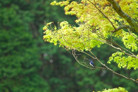 初めてのオオルリ