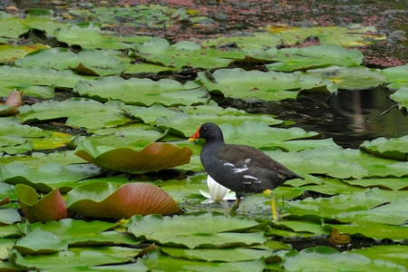 バン 蓮の上 親