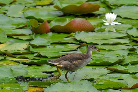 バン 蓮の上 幼鳥