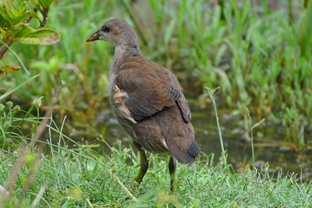 オオバンの群れ 飛翔