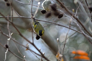 マヒワ♂ 福山市ふれ愛ランドにて