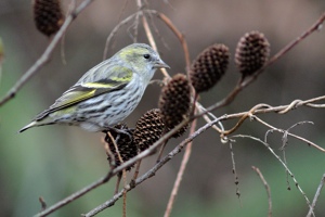 マヒワ♀ 福山市ふれ愛ランド周辺にて