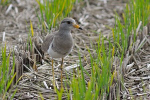 ケリ　若鳥　福山市にて