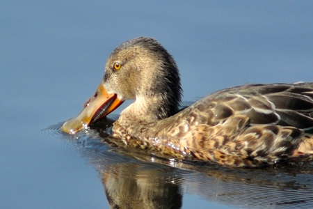 ハシビロガモ ♀のアップ 水の上