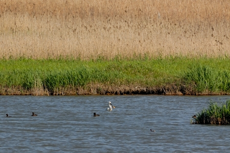 鳥取のヘラサギ