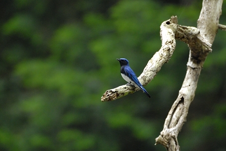 福山のオオルリ 2