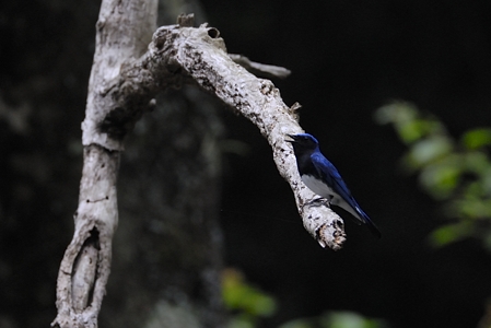 福山のオオルリ