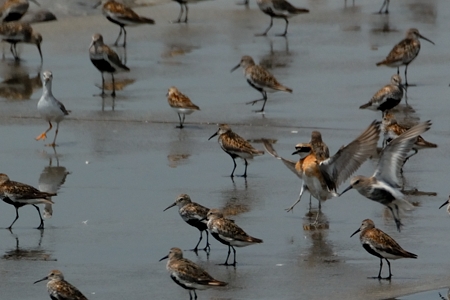 有明海のメダイチドリ Anarhynchus atrifrons チベット砂チドリ ?