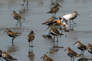 メダイチドリ夏羽その1 佐賀県有明海の干潟にて