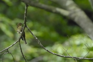 オオルリ♀ 山野峡にて