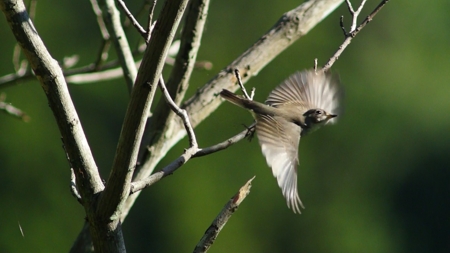 福山のコサメビタキ 飛翔