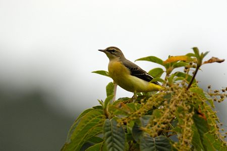 福山のキセキレイ ♀ 夏羽