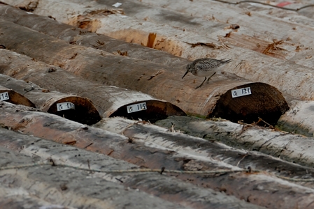 ソリハシシギ 丸太の上