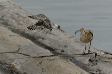 ソリハシシギ 丸太の上 飛翔