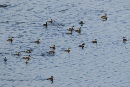 カイツブリ 群れ