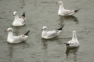 ユリカモメの若鳥たち