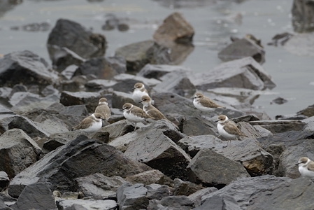 笠岡のシロチドリ 冬羽の小群れ