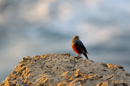 イソヒヨドリ ♂ 夕暮れの海をバックに