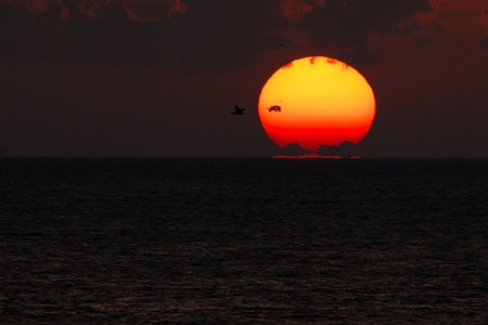 夕陽とウミウ