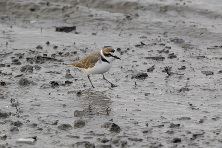 福山のシロチドリ