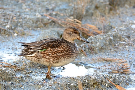 コガモ ♀ 陸の上