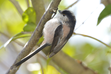 福山の我が家に来たエナガ