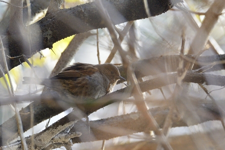 （おまけ）福山のカヤクグリ 冬