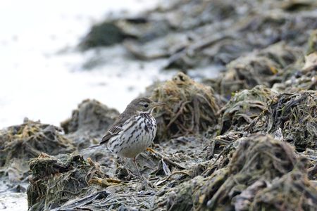 タヒバリ 冬の田んぼ