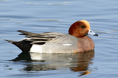 水の上のヒドリガモ ♂