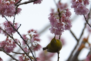 桜とメジロ 千葉市青葉公園にて