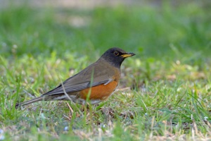 地面のアカハラ 千葉市青葉公園にて