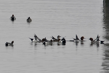 ヒドリガモ 求愛ディスプレイ