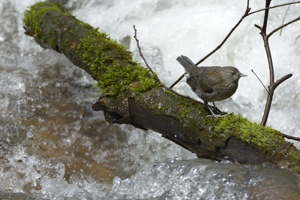 カワガラスの若鳥