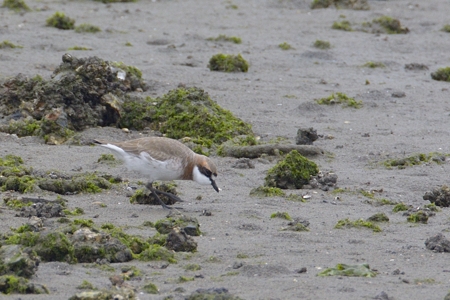 福山のメダイチドリ