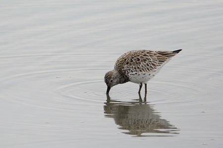 ソリハシシギ 夏羽換羽中 ?