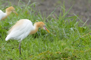 アマサギの夏羽その1