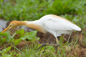 アマサギの夏羽その2