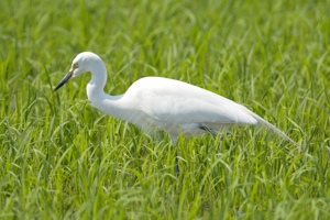 チュウサギの夏羽