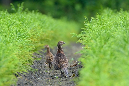 キジの親子（♀と子）