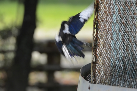 カササギの飛翔