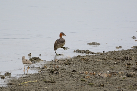 陸に上がるカイツブリ
