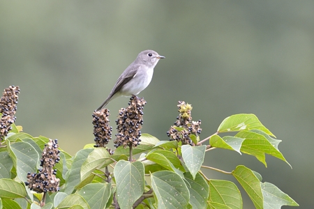 福山のコサメビタキ